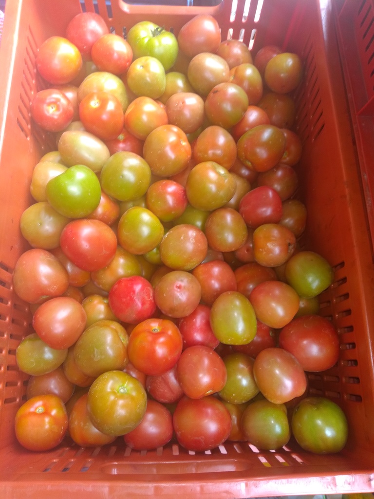Tomate chonto