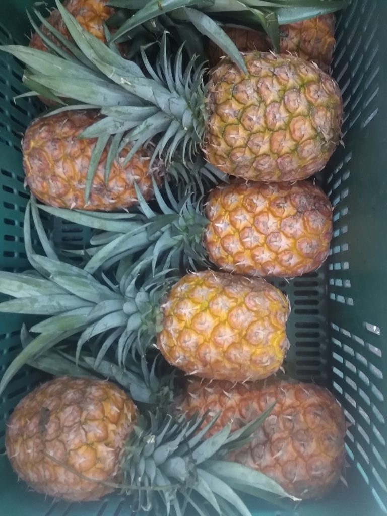 Piña oromiel