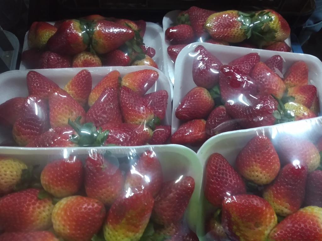 Fresa bandeja