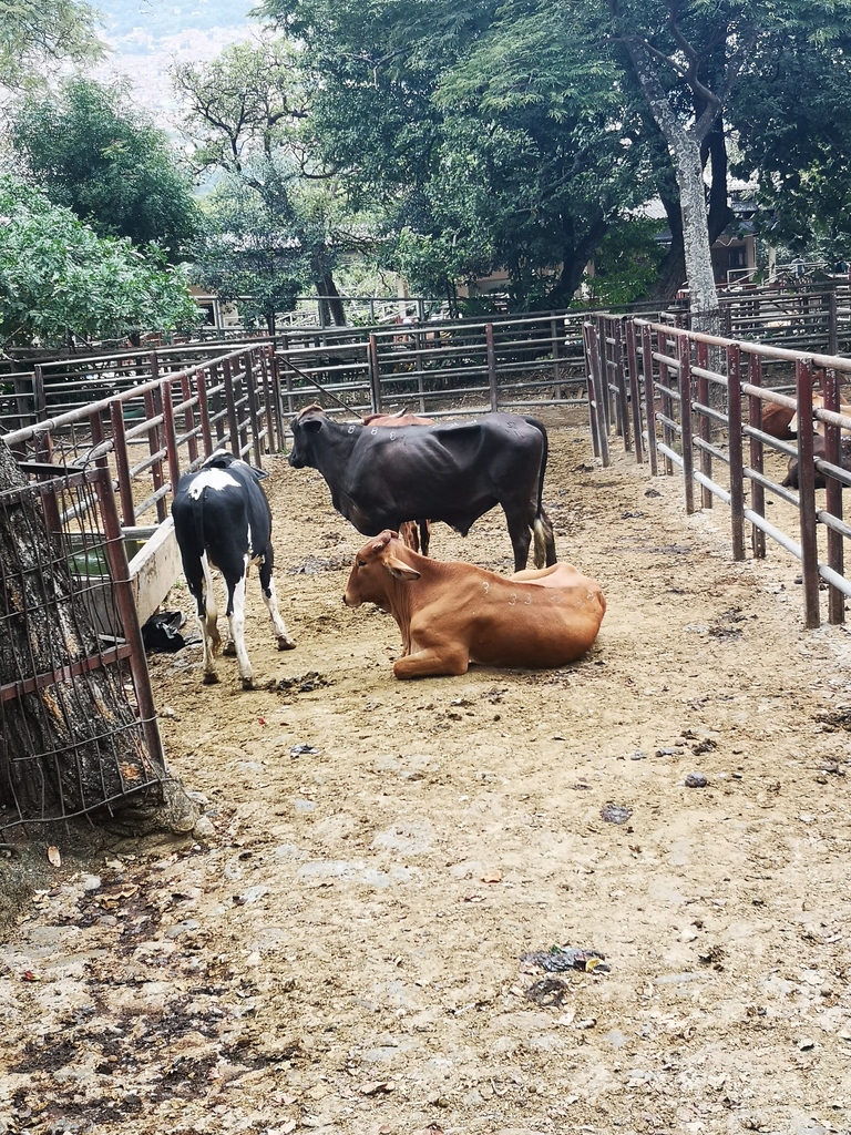 Hembras para Sacrificio / peso aprox 350kg