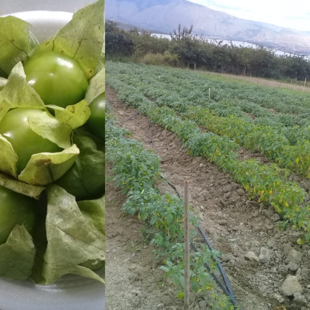 Tomatillo