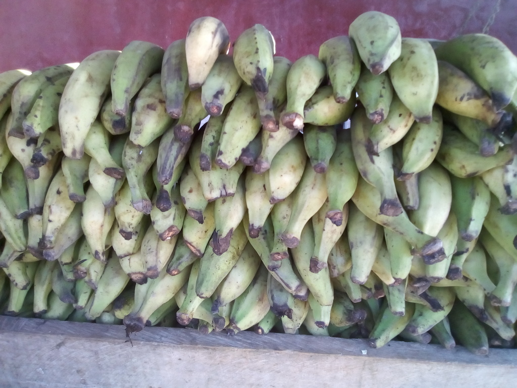 Plátano