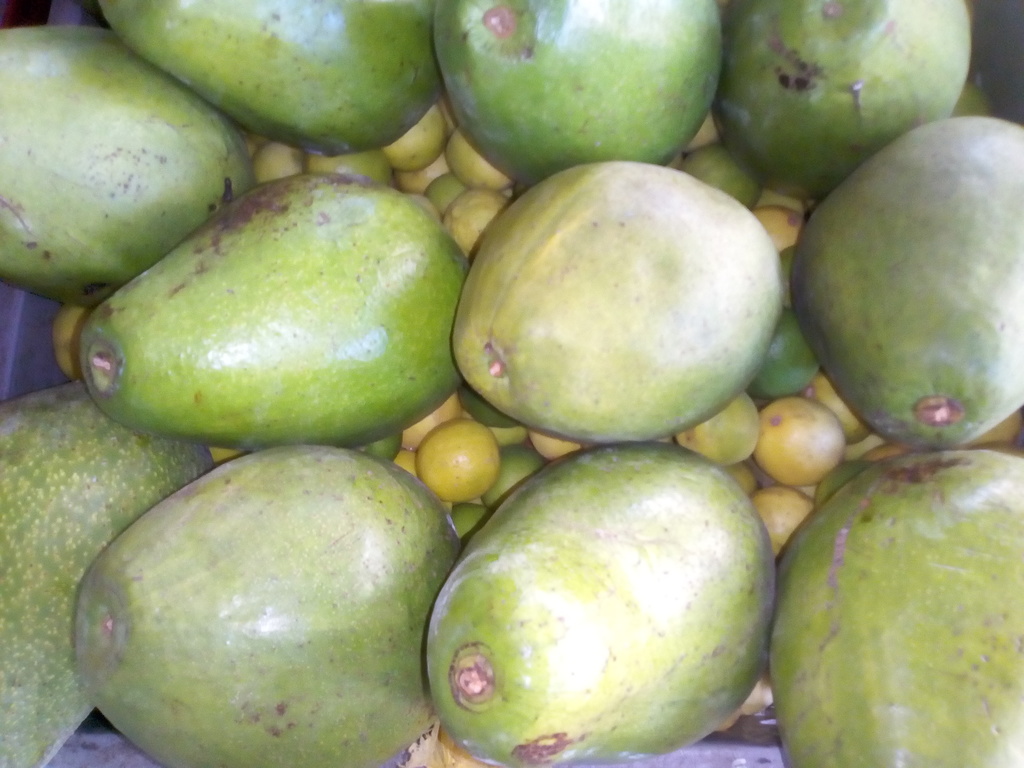 Aguacate