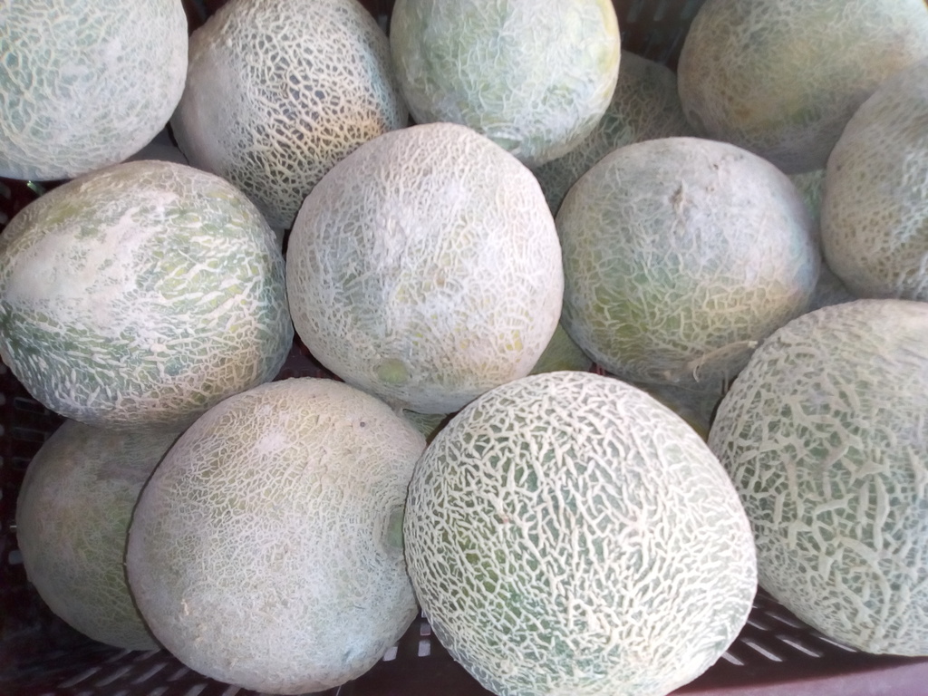 Melón