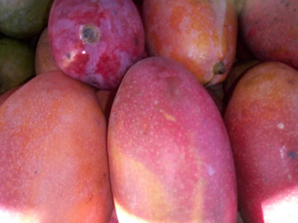 Mango de chupa americano