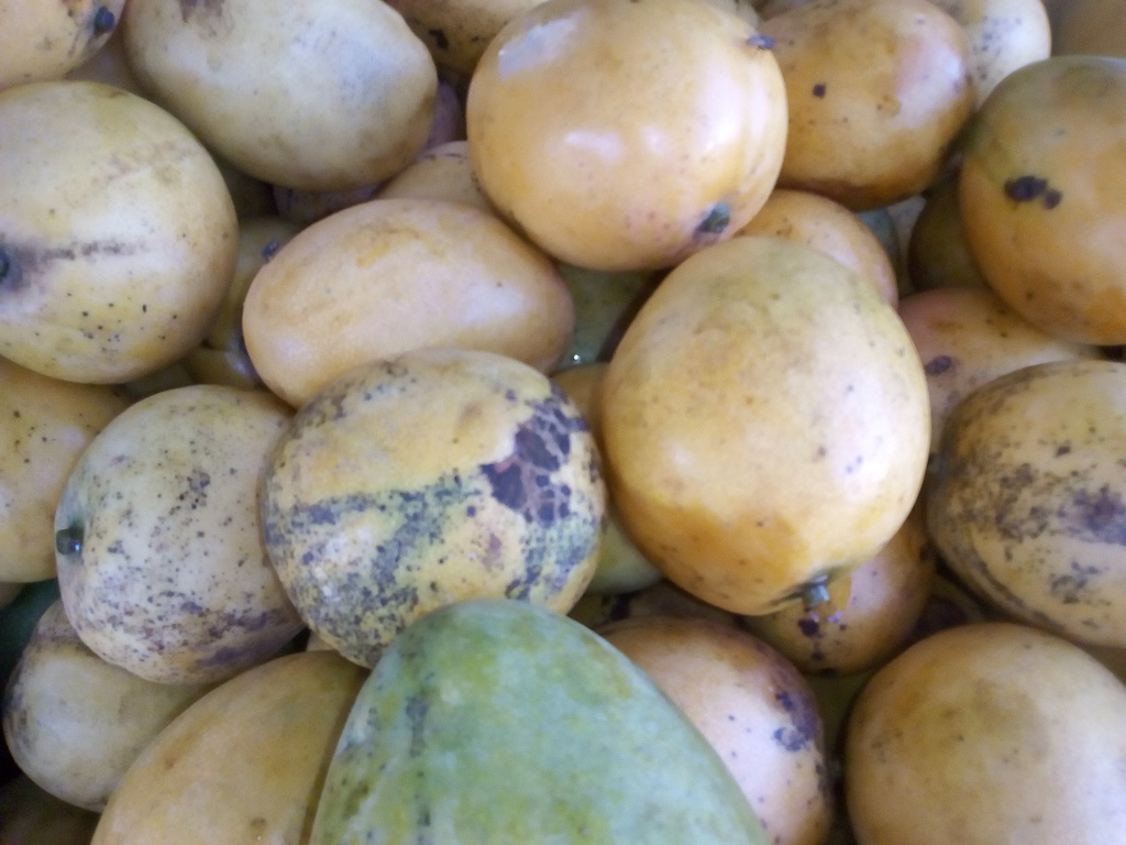 Mango azúcar