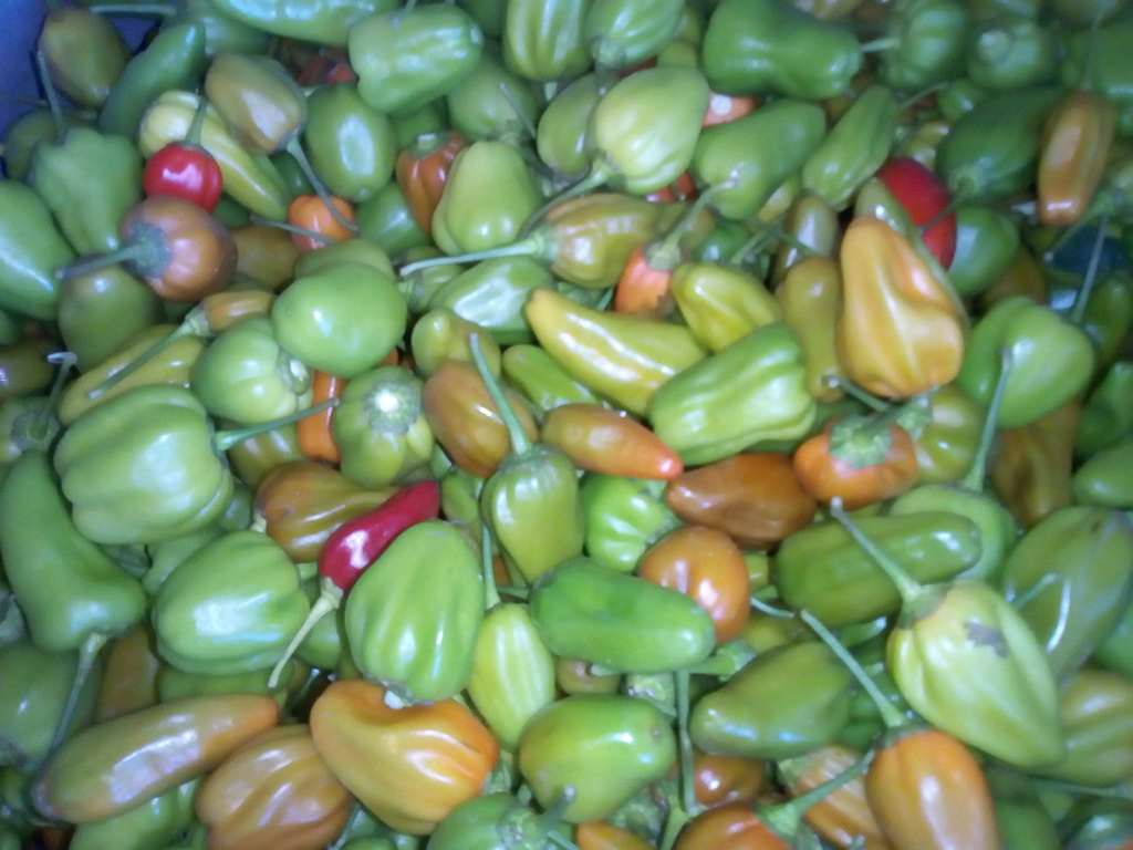 Ají criollo