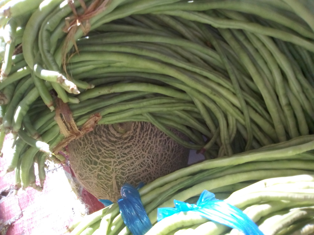 Habichuela