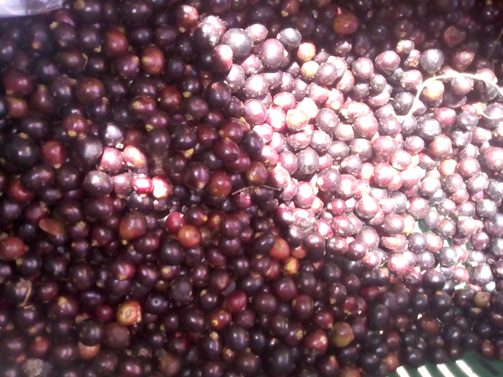 Corozo