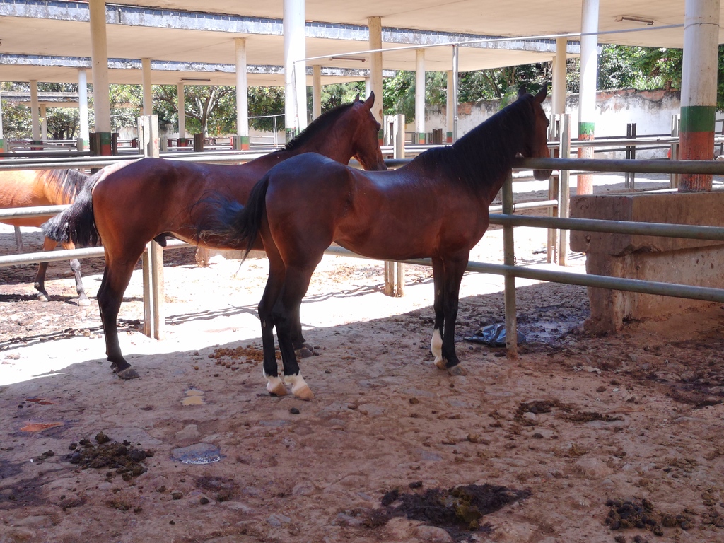 Yegua Trochadora y Caballo Troton