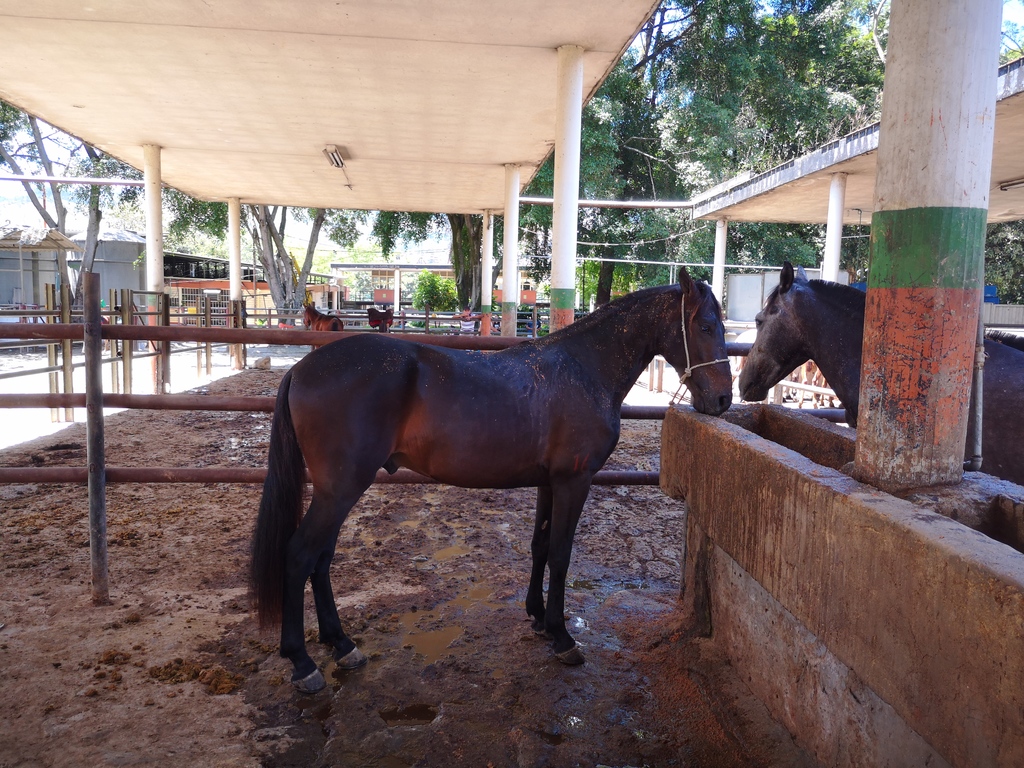 Yegua Trochadora Mora y Caballo Troton
