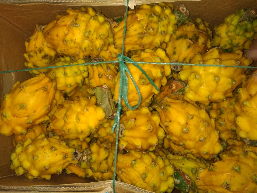 Pitaya