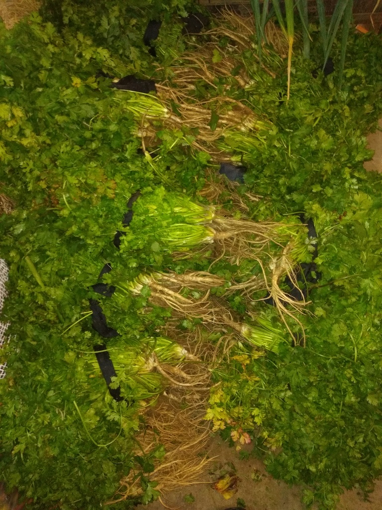 Cilantro