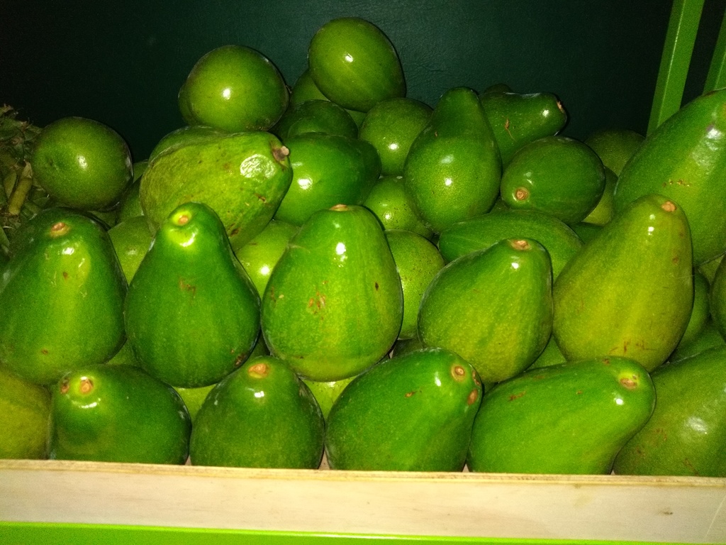 Aguacate papelillo