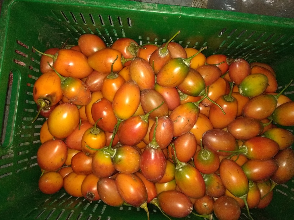 Tomat ver árbol