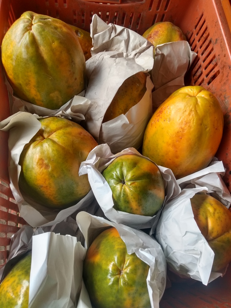 Papaya maradol
