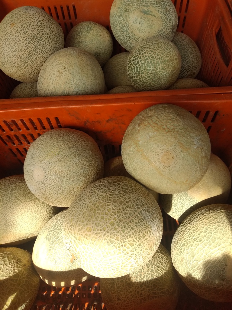 Melón
