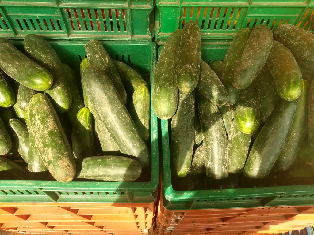 Pepino