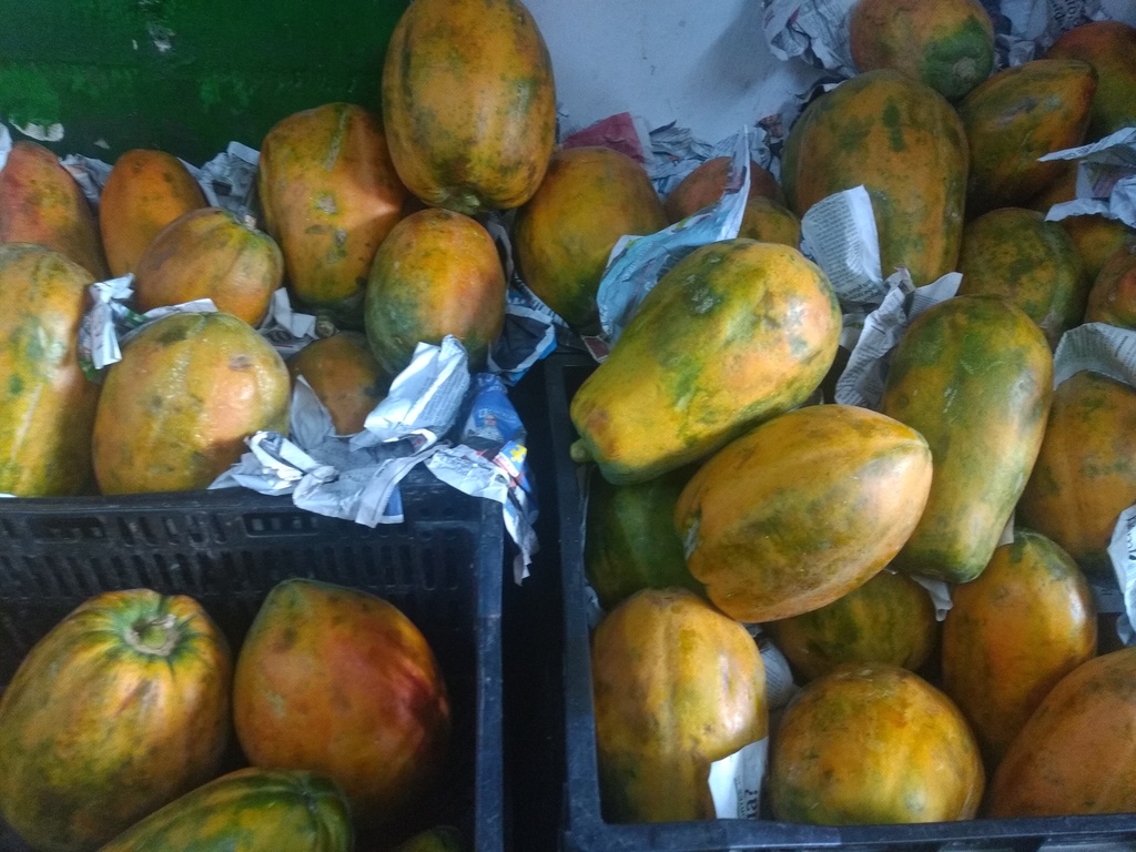 Papaya maradol