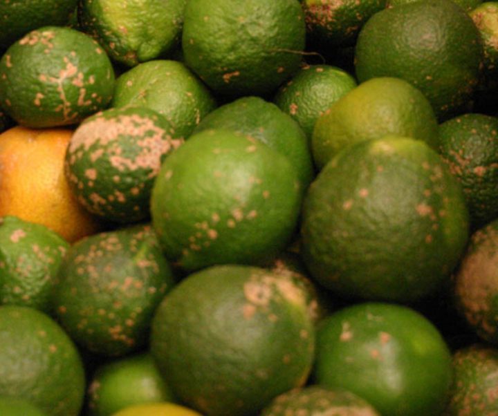 Limón mandarino