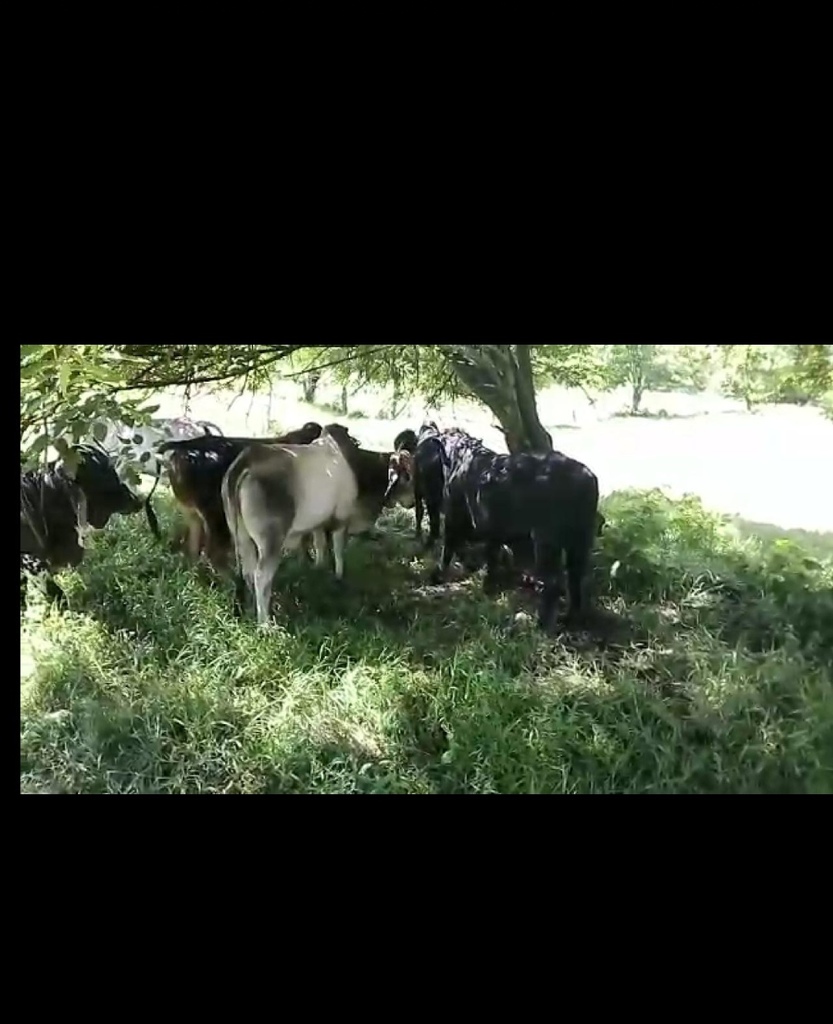 21 Novillos Ganado Comercial /460kg,aprox