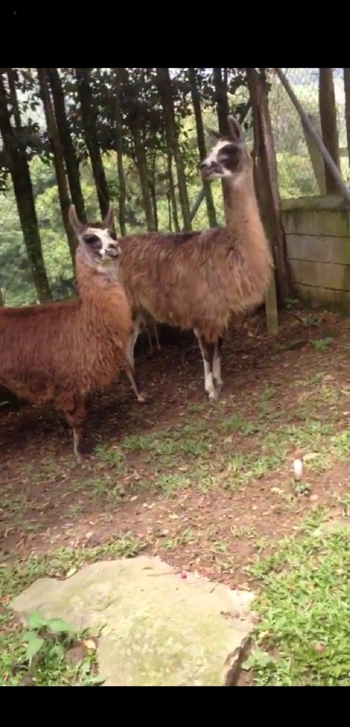 Llamas /Hembra preñada y Macho