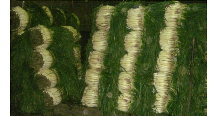 Cebolla semilimpia