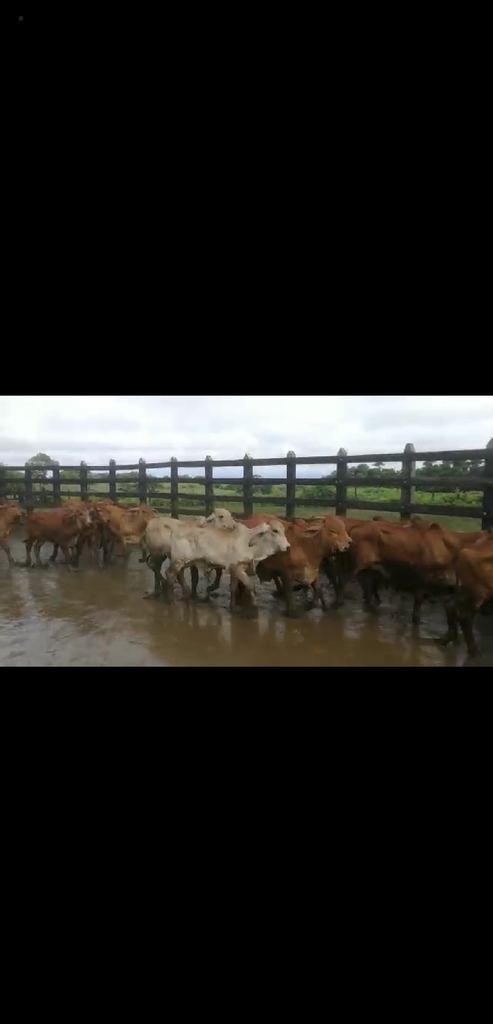 Novillos Brahman Rojo Levante /240kg Aprox