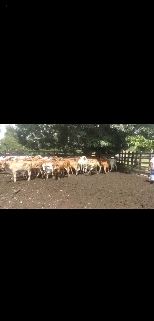 200 Novillos Brahman Rojo y Blanco /280kg
