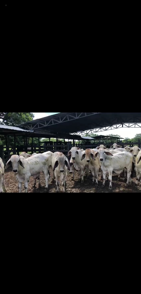 Novillos Brahman Blanco /360kg