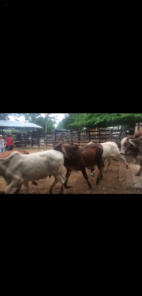 Novillos Brahman peso 400kg