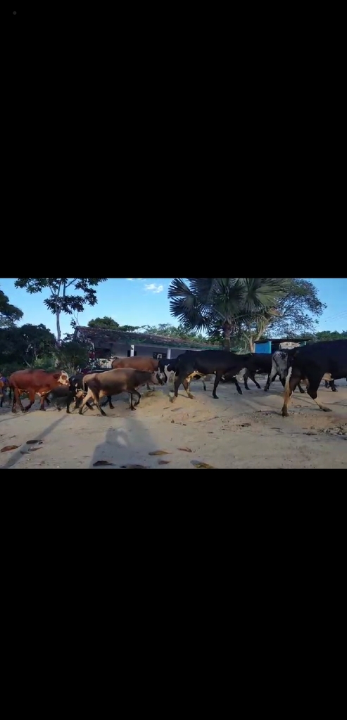 Vacas Paridas tipo leche F1