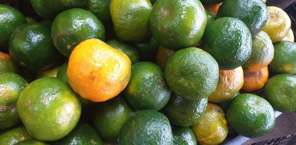 Mandarina oneca de 2da
