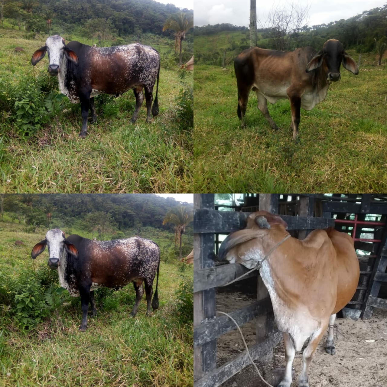 Vacas Girolandas / 7 meses de Gestación