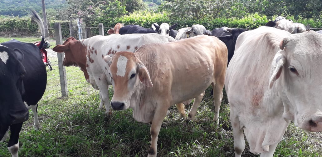 Vacas Tipo leche segundo parto /Razas Jersey, Pardo Suizo con Simmental,Girolandas