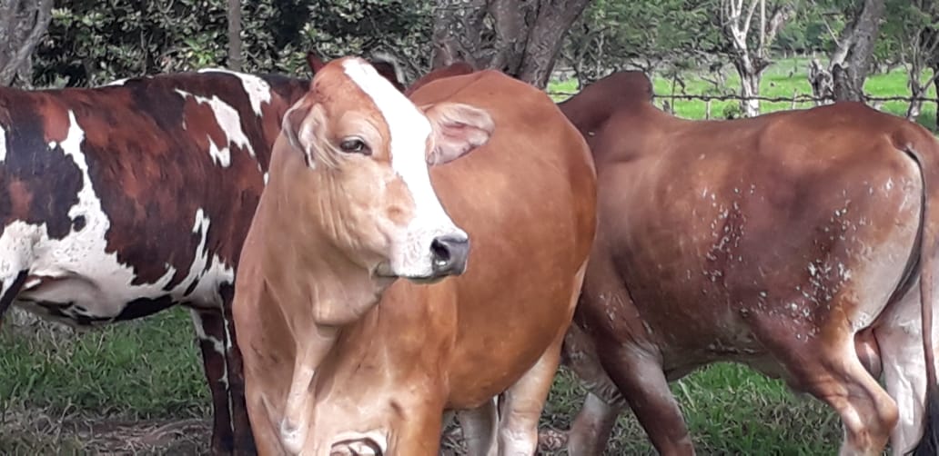 Vacas para segundo parto / F1 tipo leche
