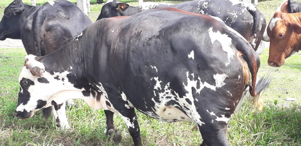 Vacas Tipo Leche / F1 para segundo parto