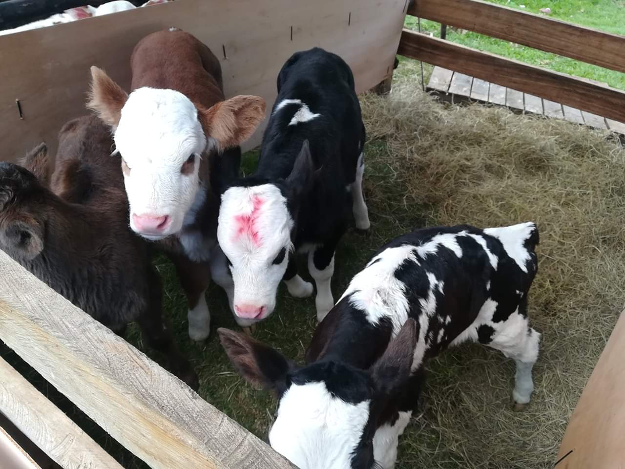 Terneras Holstein -Simmental / Tipo Leche 20 dias de nacidas