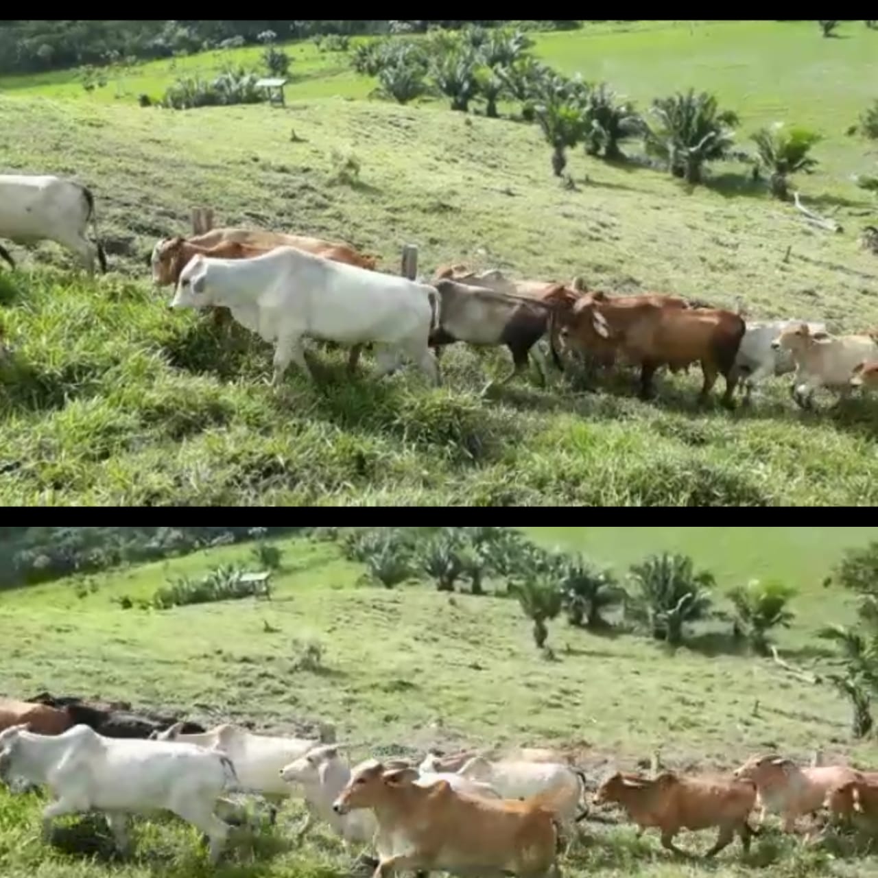 Novillos /Ganado Cebuino Comercial  300 kg aprox