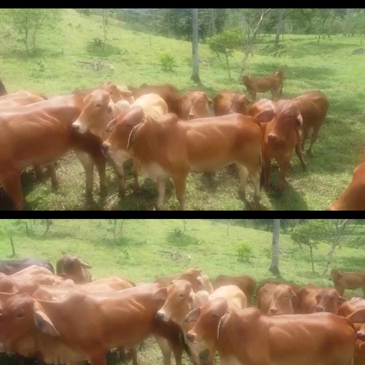 Novillas Rojas /cebuinas 330kg Aprox