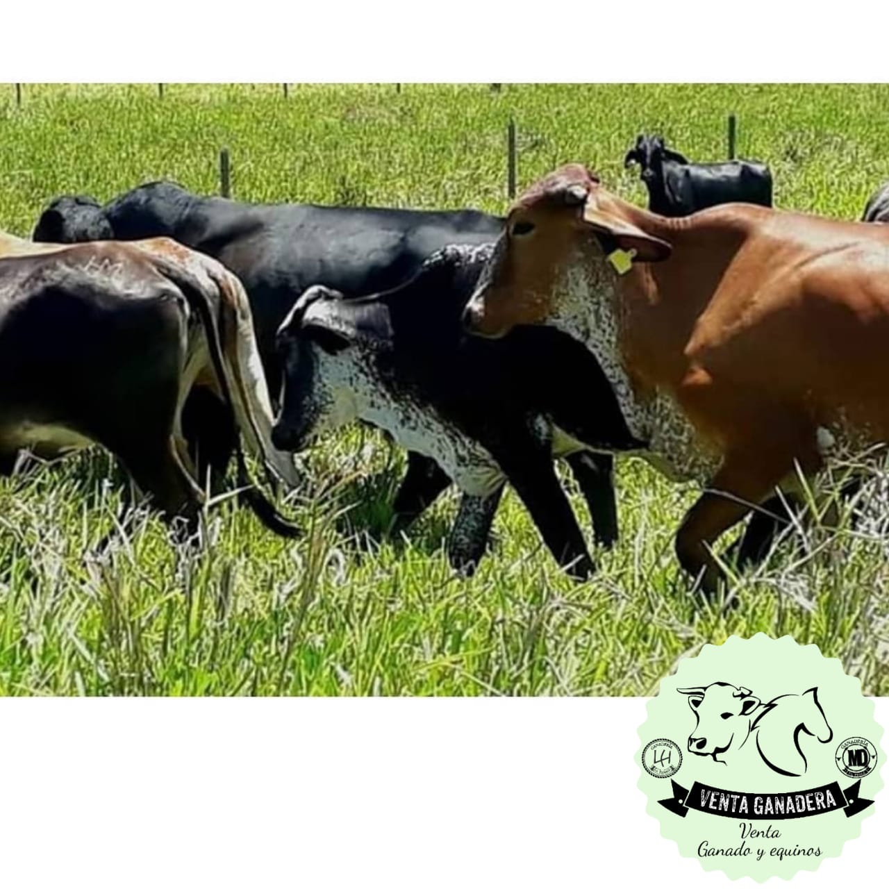 Novillas Holstein Cebu-3/4 Gyr Aptas para tropico Bajo