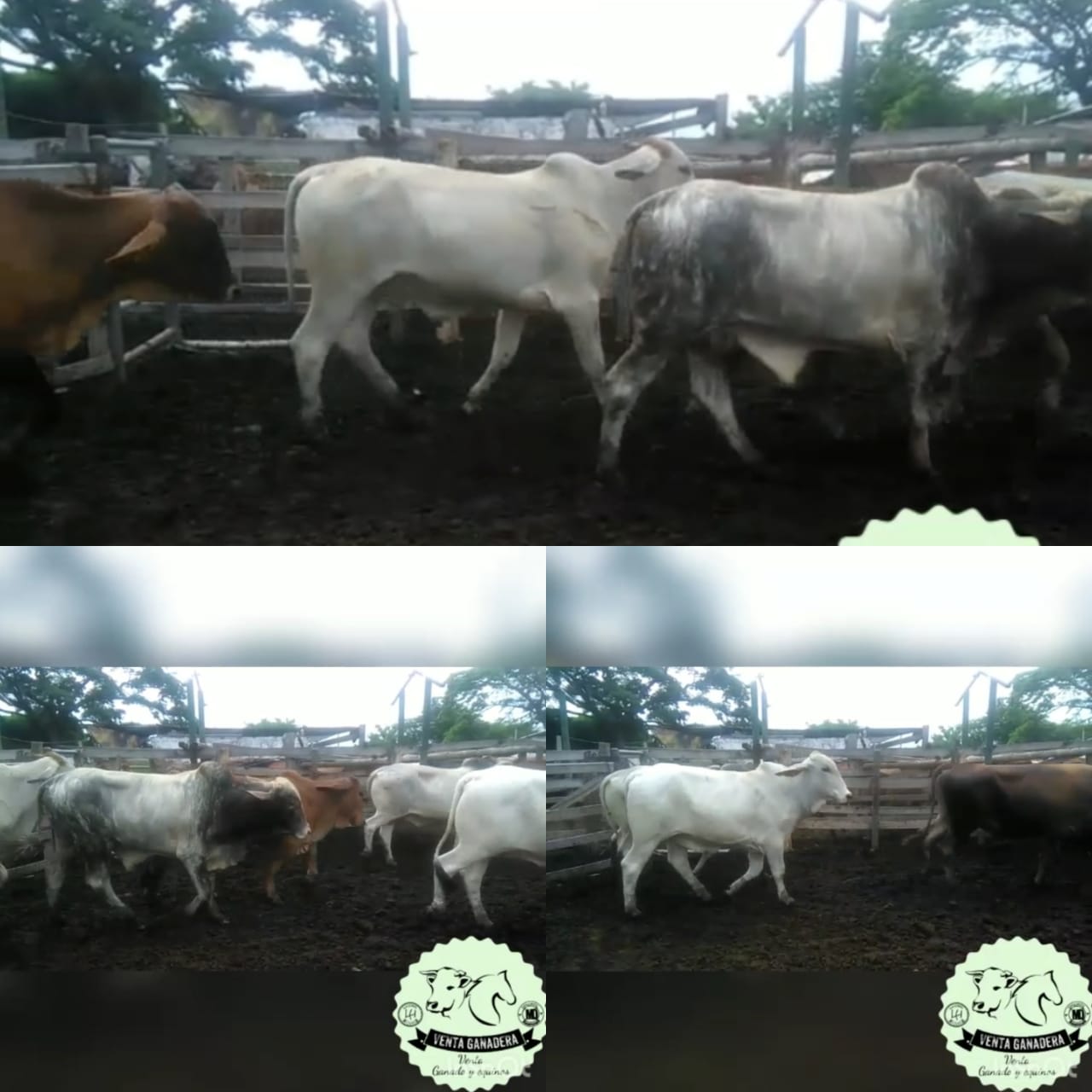 Venta de Novillas / 330 kg Aprox