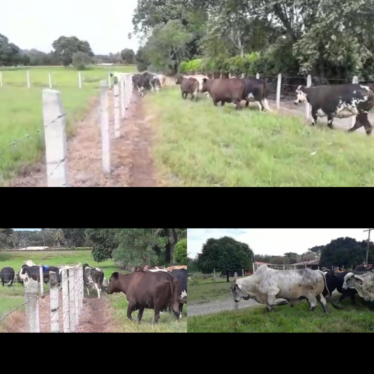 Vacas de Segundo Parto