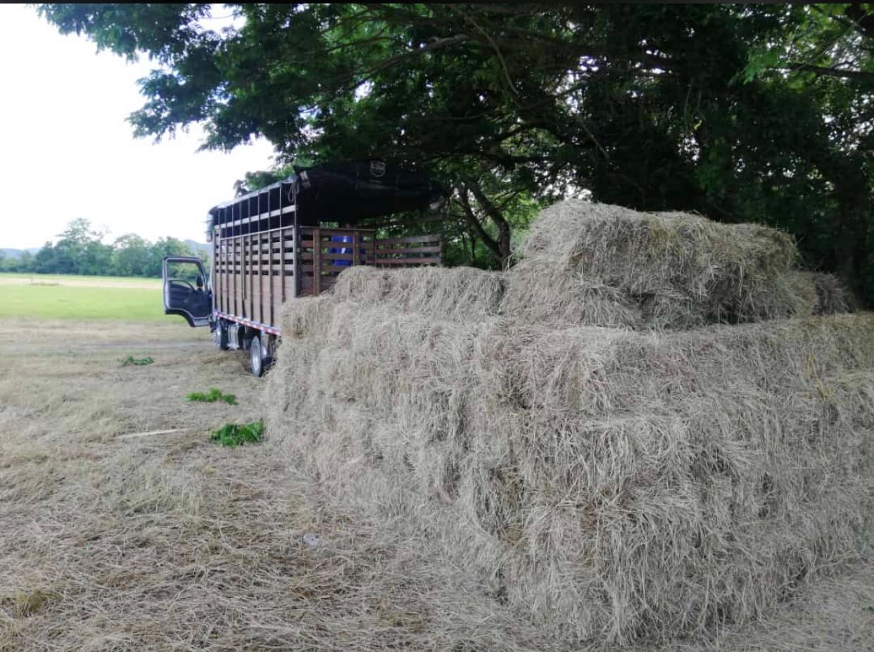 Angleton