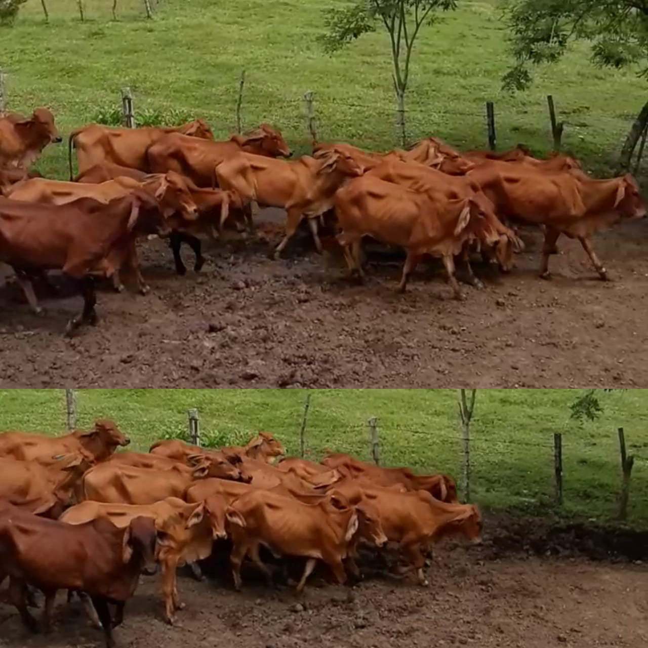 Lote de Novillas Brahman Rojo