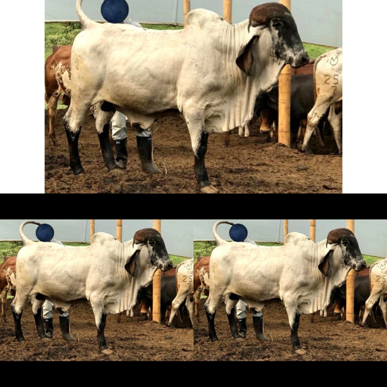 Torete Gyr con Registro (genetica lechera)