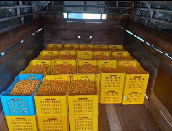 Uchuva ? fresca cultivos certificados por ica al mejor precio.