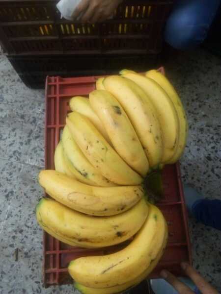 Banano criollo organico