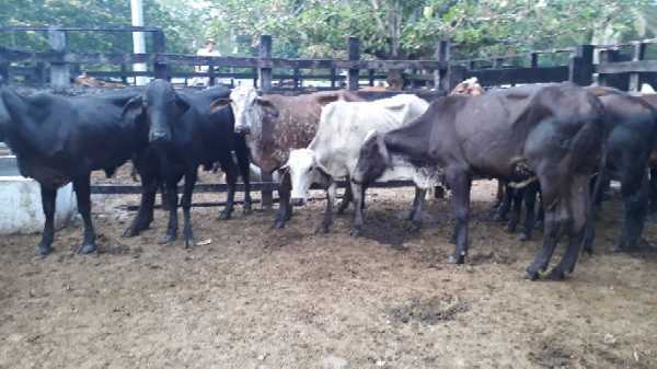 10 NOVILLAS LISTAS PARA SERVIR.. GIROLANDAS.