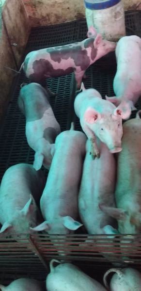 Venta de 16 lechones de aproximado 45 Kl